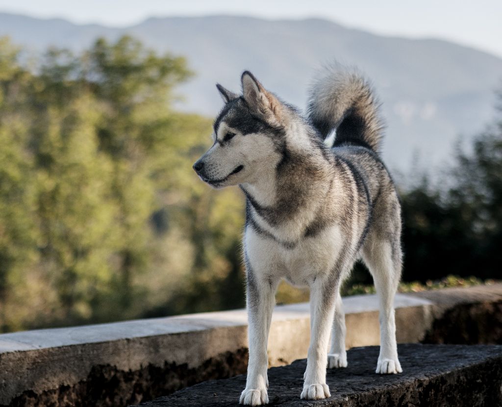 Alaskan Diamond Suyai from the great lands