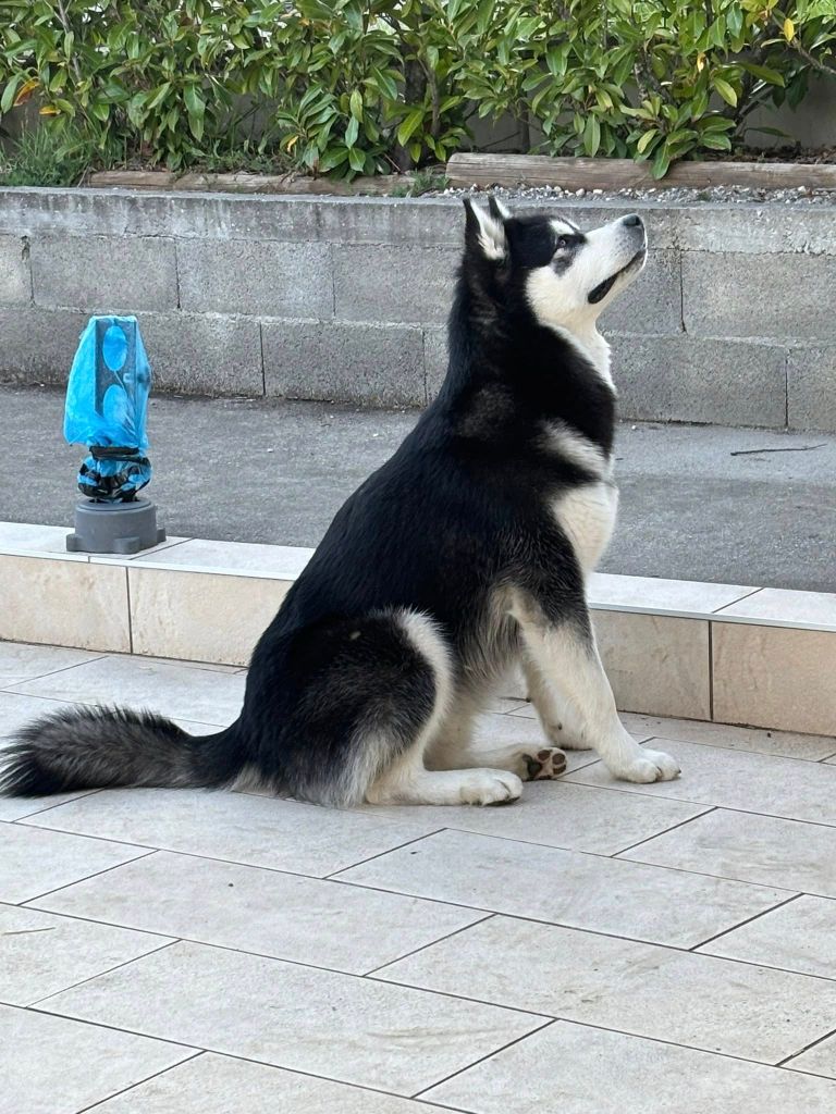 Valko De Magellan En Isère